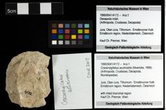 Foto (Objekt + Etiketten) von Cracensigillatus acutirostris (Moericke, 1889) 